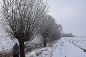 Schneiden der Kopfweiden am 29.01.2017